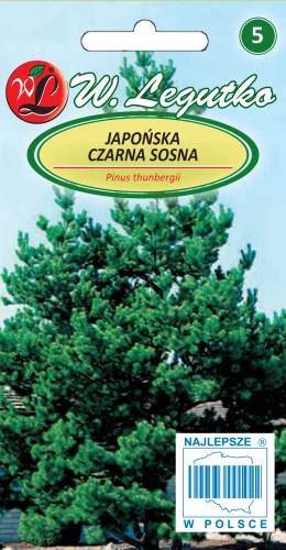 Japonska-czarna-sosna.webp