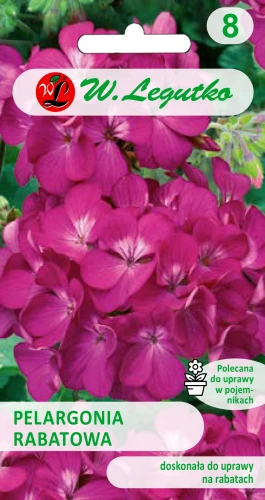 pelargonia-rabatowa-fioletowa.webp
