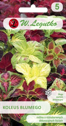 Koleus-Blumego.webp