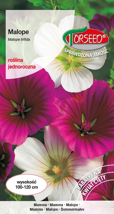 Malope.webp