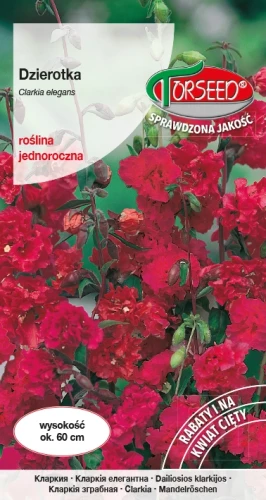 Dzierotka-szkarłatna.webp