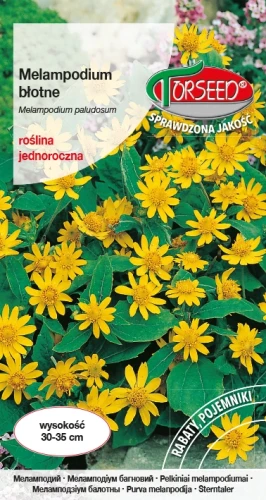 Melampodium-błotne.webp