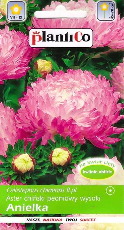 aster-anielka.webp