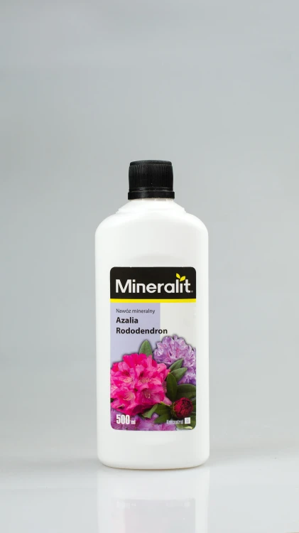 azalia-rododendron.webp