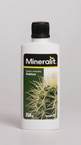 kaktus.webp