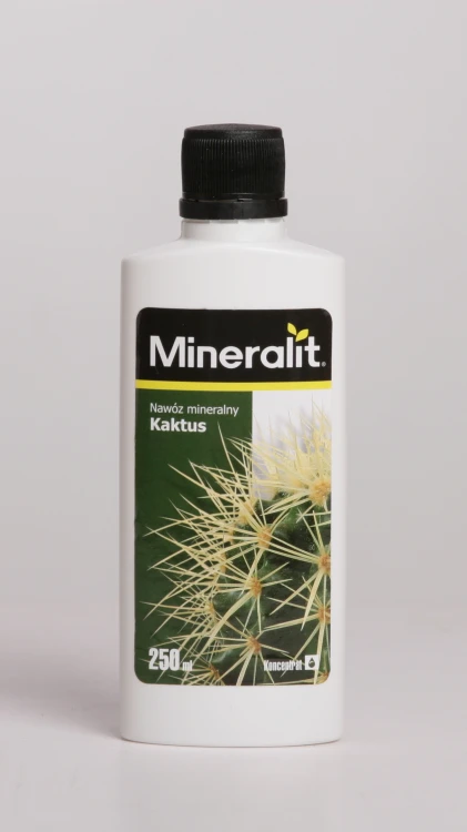 kaktus.webp