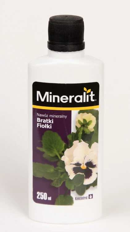 bratki-fiołki.webp