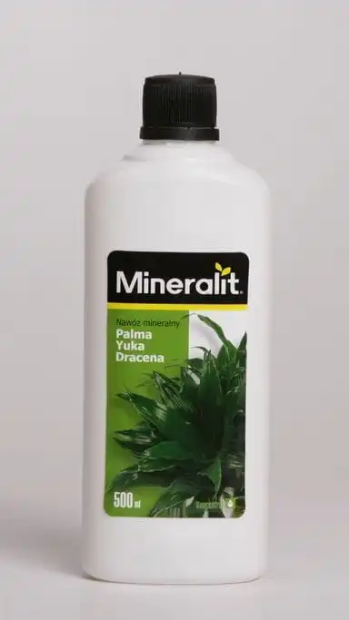 palma-juka-dracena.webp