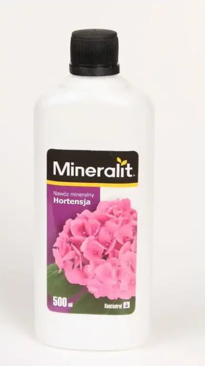 hortensja.webp