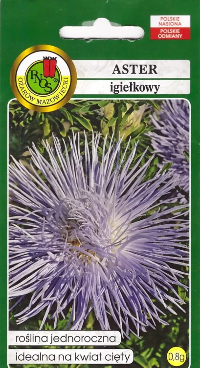 aster-igiełkowy-niebieski.webp