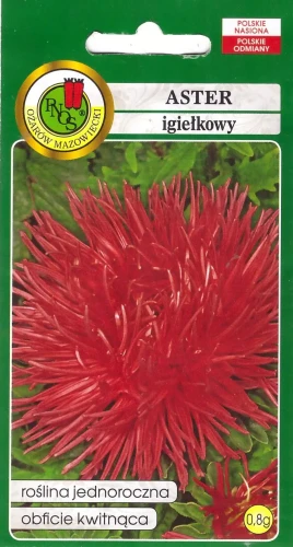 aster-igiełkowy-czerwony.webp
