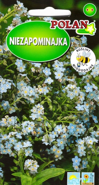 niezapominajka-niebieska.webp