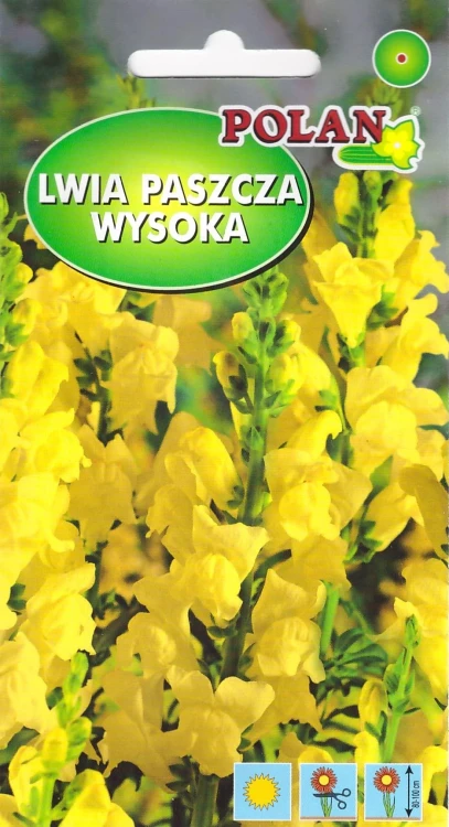 lwia-paszcza-żółta.webp