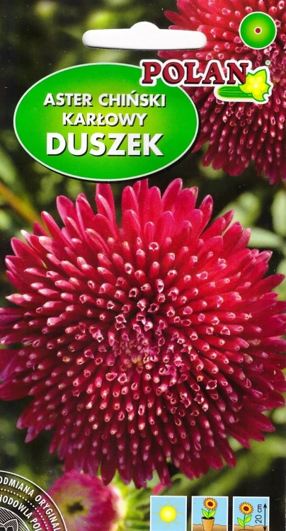 aster-duszek.webp