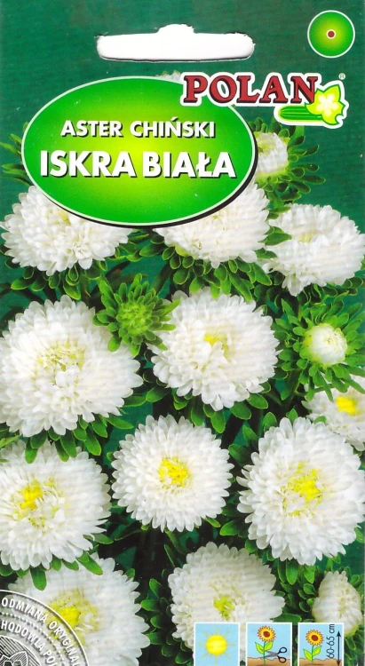 aster-iskra-biała.webp
