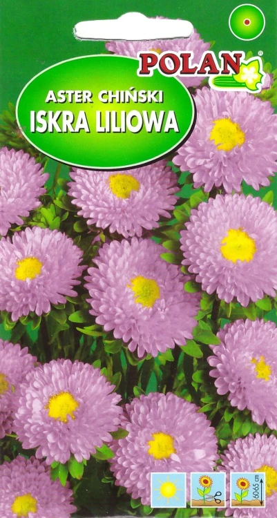 aster-iskra-liliowa.webp