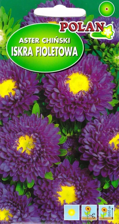 aster-iskra-fioletowa.webp