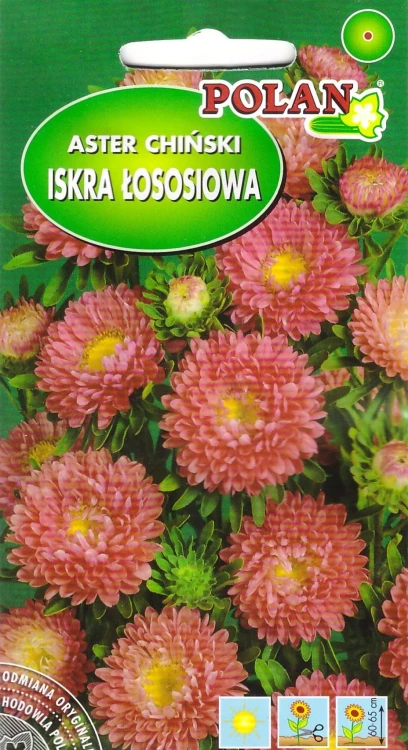 aster-iskra-łososiowa.webp