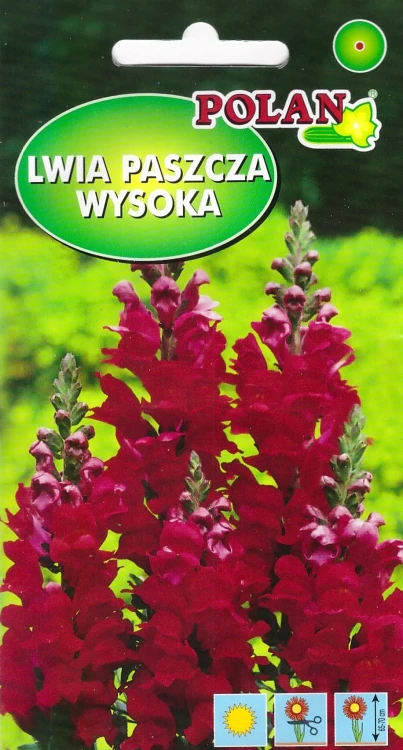 lwia-paszcza-czerwona.webp