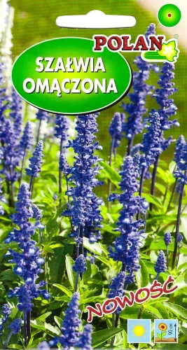 szalwia-omaczona-pol.webp