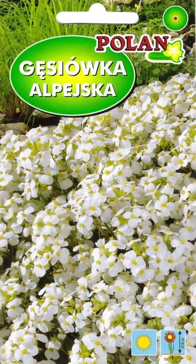gęsiówka-alpejska-biała.webp