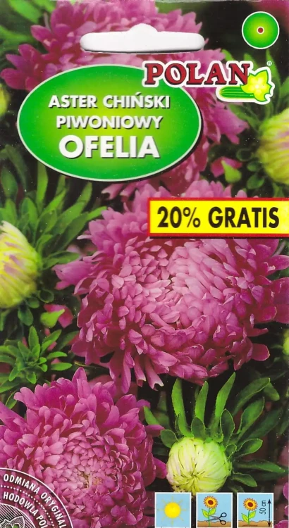 aster-ofelia.webp