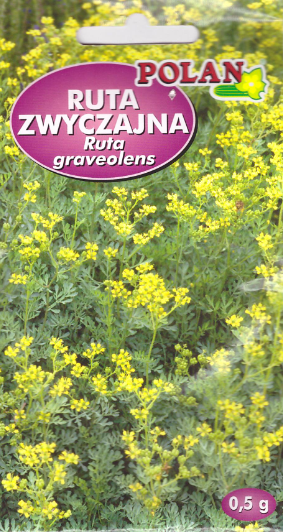 ruta-zwyczajna.webp