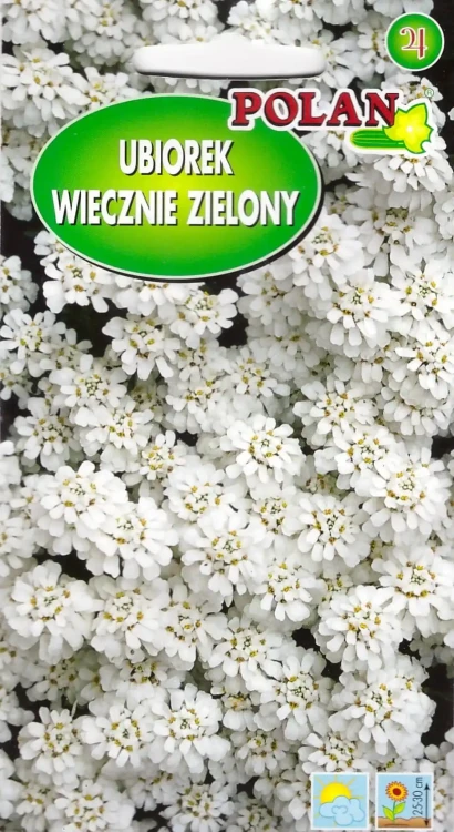 ubiorek-wiecznie-zielony.webp