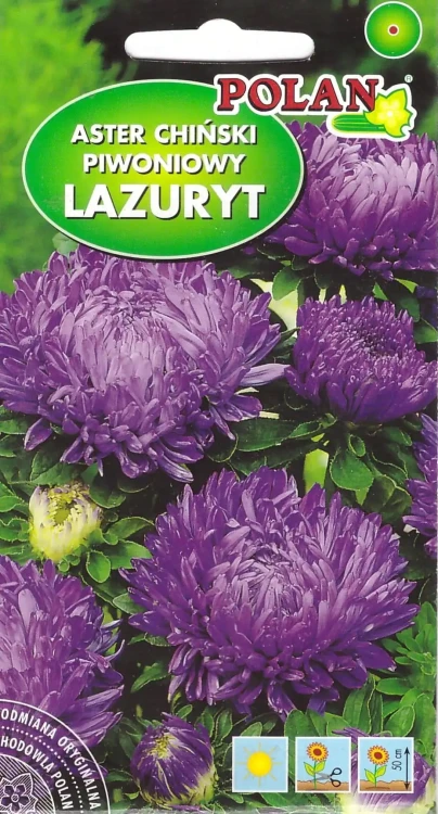 aster-lazuryt.webp