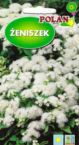 żeniszek-biały.webp