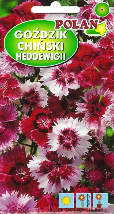 goździk-heddewigii.webp