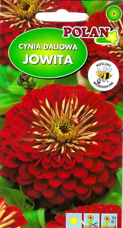 cynia-jowita.webp