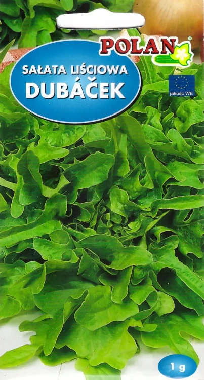 sałata-dubacek.webp