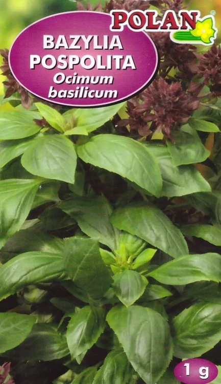 bazylia-genovese.webp