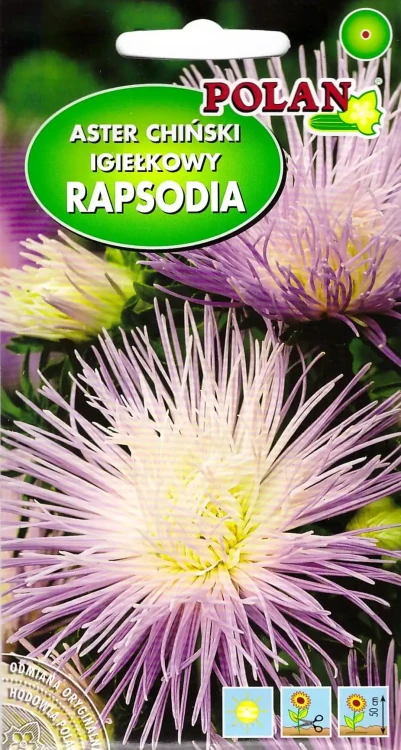 aster-rapsodia.webp