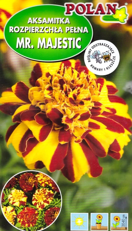 aksamitka-mr-majestic.webp
