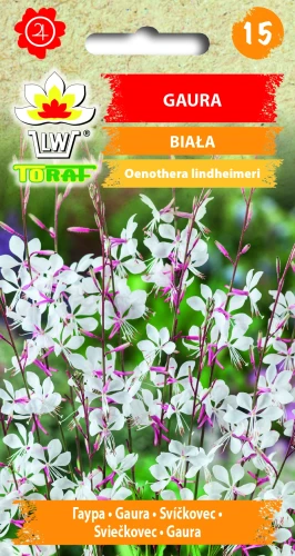 Gaura-biała.webp