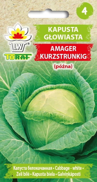 Kapusta-Głowiasta-Amager-Kurzstrunkig.webp