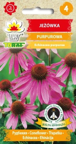 JEŻÓWKA-PURPUROWA.webp