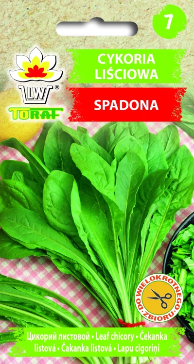 cykoria-spadona.webp