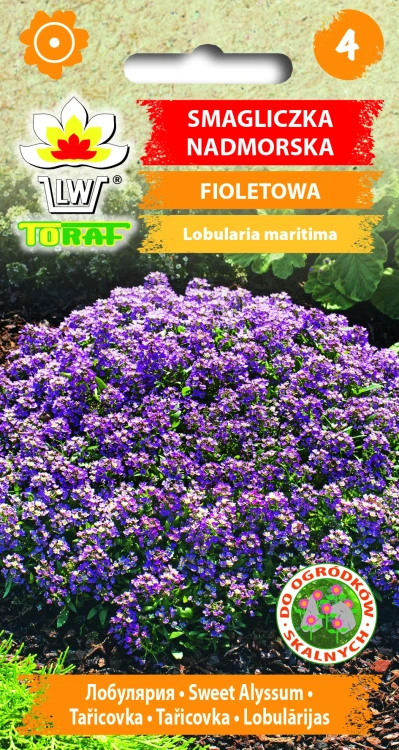 Smagliczka-NADMORSKA-FIOLETOWA.webp