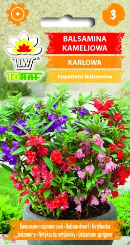 Balsamina-kameliowa-KARŁOWA.webp