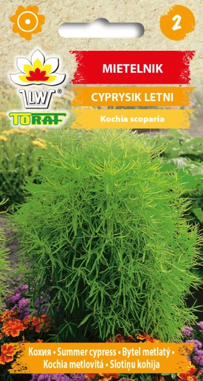 Mietelnik-CYPRYSIK-LETNI.webp
