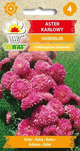 Aster-karłowy-HORDELIN.webp