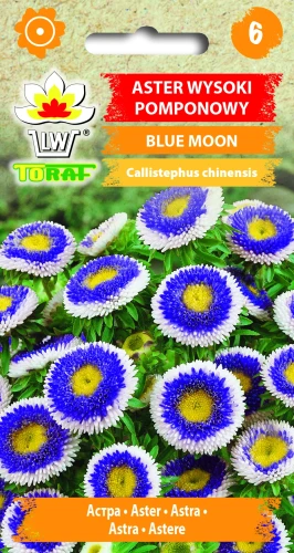 Aster-wysoki-pomponowy-BLUE-MOON.webp
