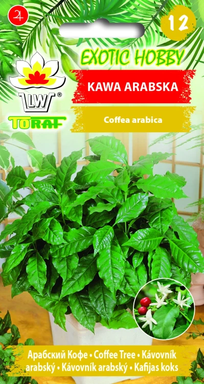 Kawa-arabska.webp