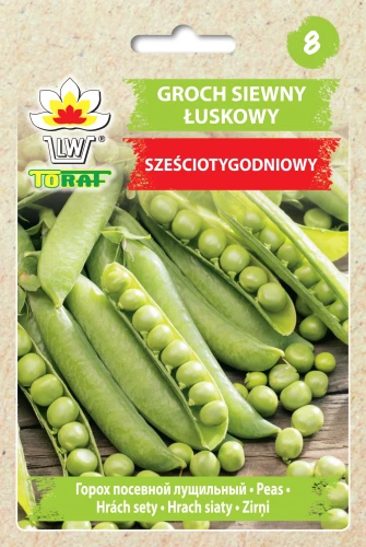 groch_szesciotygodniowy.webp