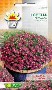 lobelia-czerwona.webp