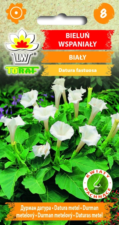 Bieluń-wspaniały.webp
