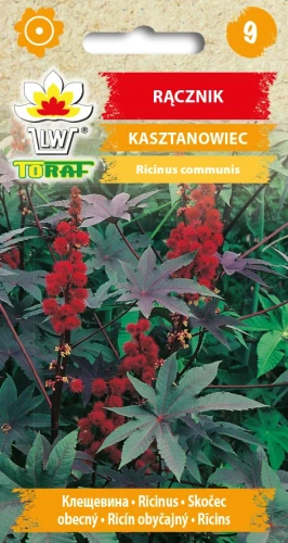 Rącznik-KASZTANOWIEC.webp